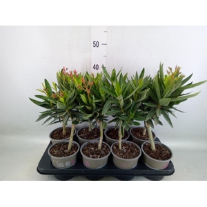 Nerium oleander   ...