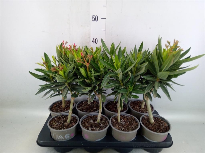 <h4>Nerium oleander   ...</h4>