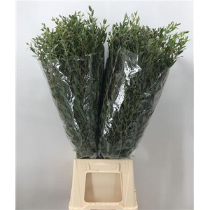 Euca Parvifolia 350