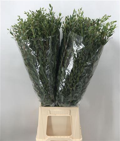 <h4>Euca Parvifolia 350</h4>