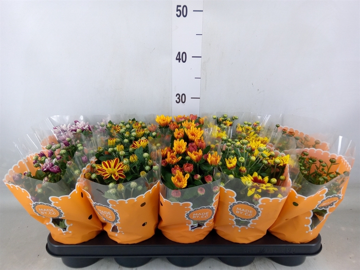 <h4>Chrysanthemum   ..mix</h4>