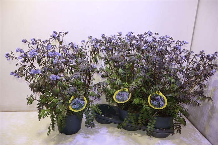 <h4>arr8 Polem Reptans</h4>