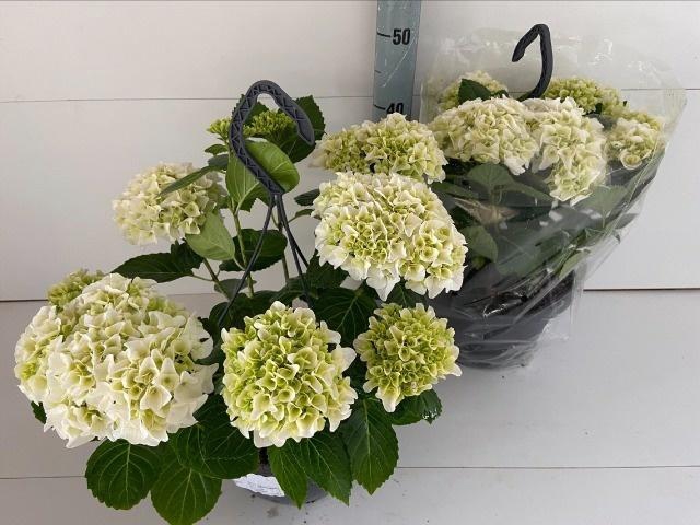 <h4>HYDR M HI WHITE SUN</h4>