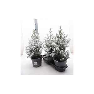 Picea Gl Conica Snow