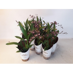 BRASSIA SUMMER DREAM