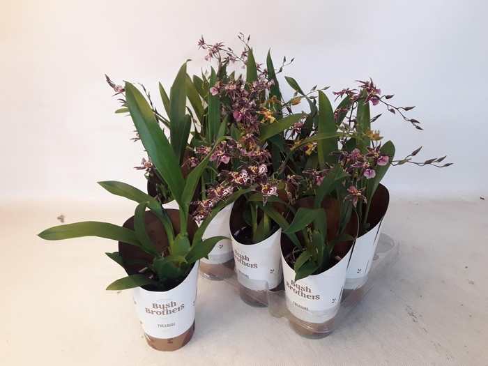 <h4>BRASSIA SUMMER DREAM</h4>