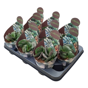 Adromischus Rupicola Potcover