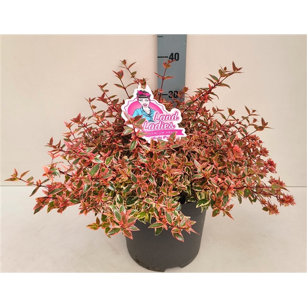 <h4>Abelia Lady Peach 26T</h4>