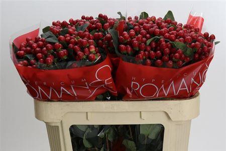 <h4>Hyp True Romance 70cm</h4>