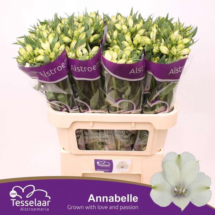 <h4>ALSTR ANNABELLE ALSTROEMERIA ANNABE</h4>