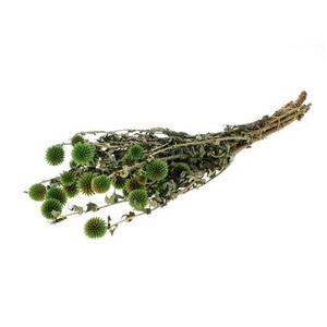 Bunch Echinops Pres.150g L60