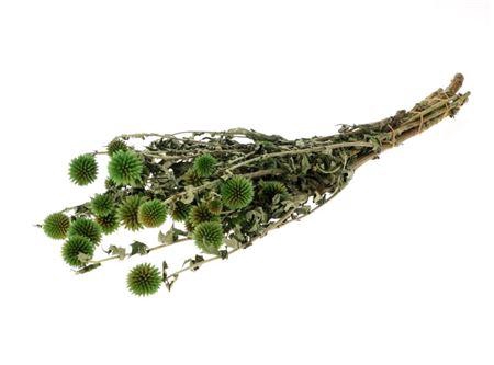 Bunch Echinops Pres.150g L60