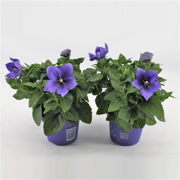 <h4>Platycodon Grandiflorus 'Astra Blue'</h4>