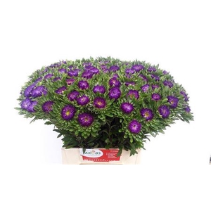 Callistephus chinensis 'Matsumoto Donkerblauw'
