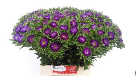 <h4>Callistephus chinensis 'Matsumoto Donkerblauw'</h4>