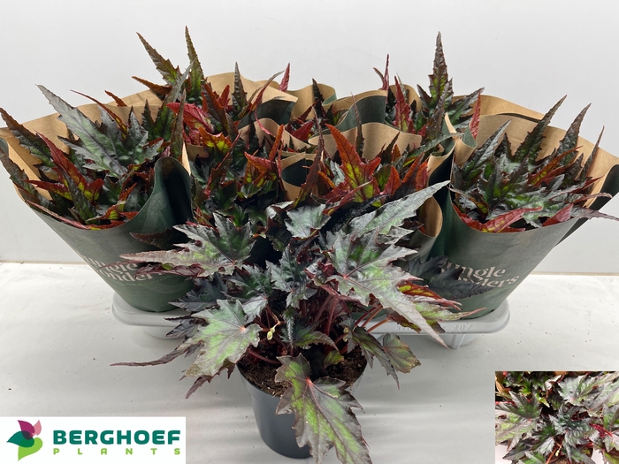 <h4>BEG BLAD OV</h4>