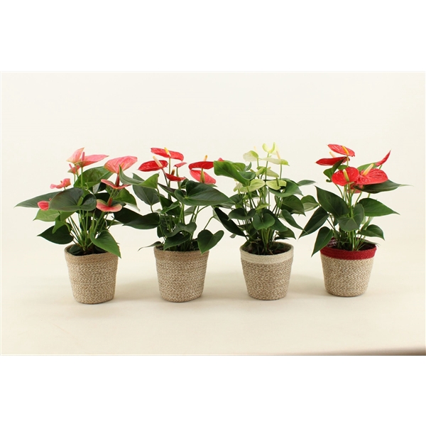 <h4>Anthurium red&pink mix in jelle mand</h4>