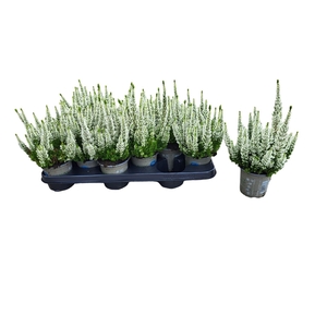 CALLU FL VERONIKA