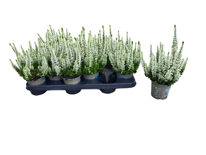 <h4>CALLU FL VERONIKA</h4>