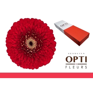 Germini Pomponi Floyd Doos