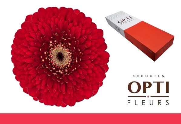 <h4>Germini Pomponi Floyd Doos</h4>