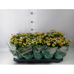 Kalanchoe blos. 'RosDon Feliz'