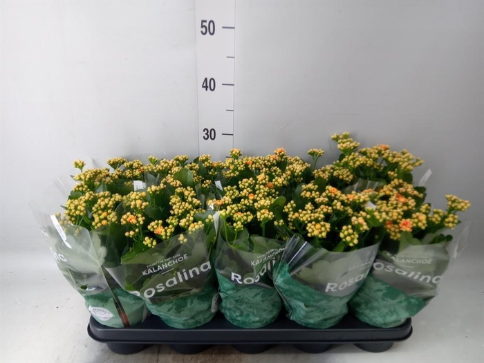<h4>Kalanchoe blos. 'RosDon Feliz'</h4>