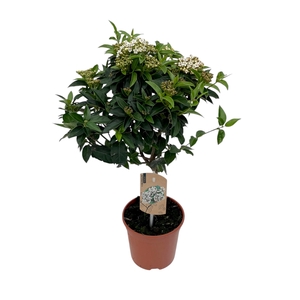 Viburnum Tinus op stam