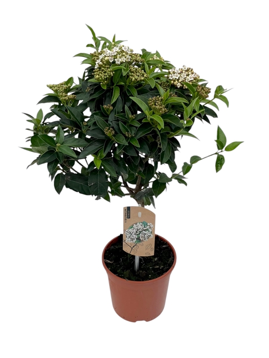 <h4>Viburnum Tinus op stam</h4>