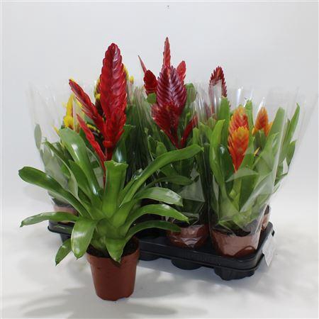 <h4>Vries Gem 8 Srt</h4>