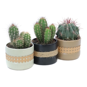 Cactus 10,5 cm in retro sierpot