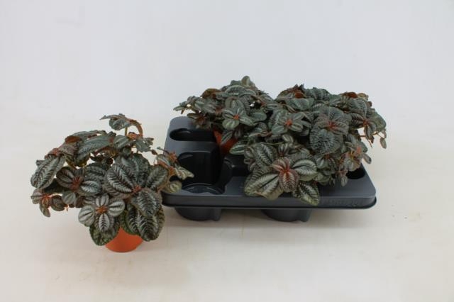 <h4>PILEA NORFOLK</h4>