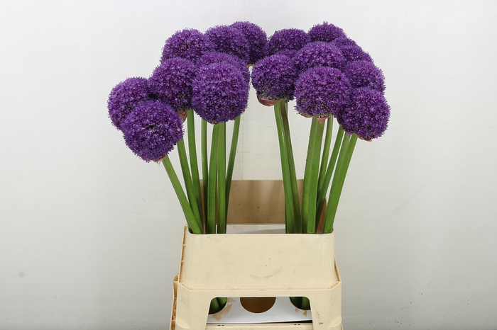 <h4>Allium Ambassador</h4>