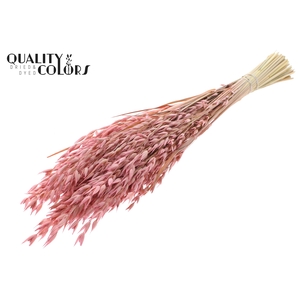Avena Premium per bunch Frosted Pink