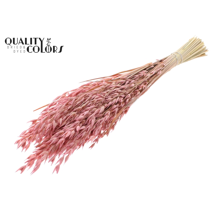 <h4>Avena Premium per bunch Frosted Pink</h4>