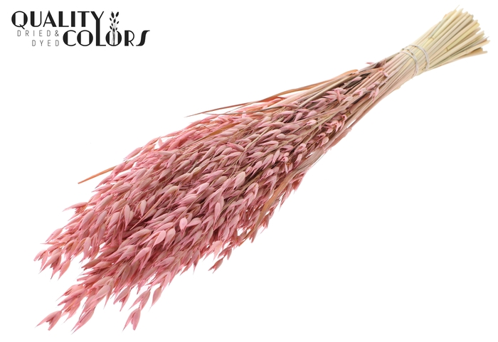 Avena Premium per bunch Frosted Pink