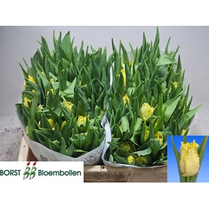 TU FR REBELLIOUS YEL