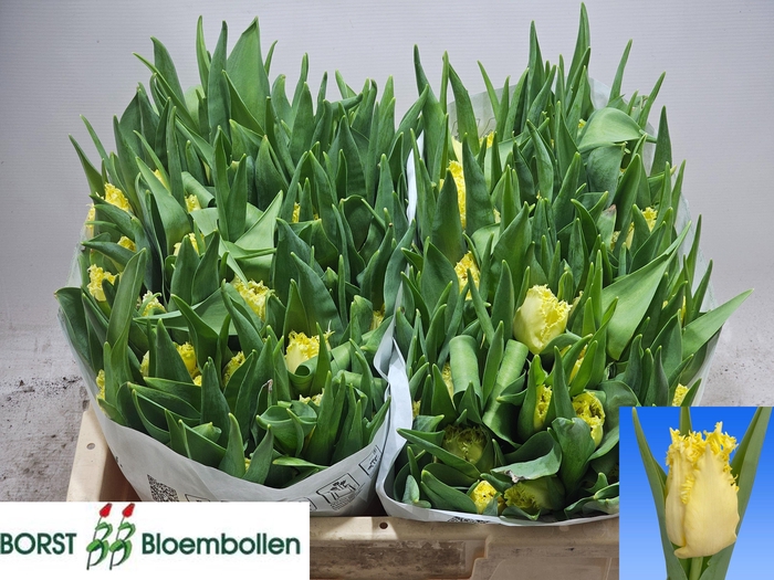 <h4>TU FR REBELLIOUS YEL</h4>