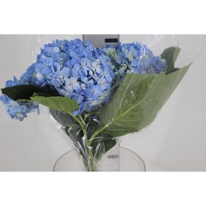 HORTENSIA AZUL