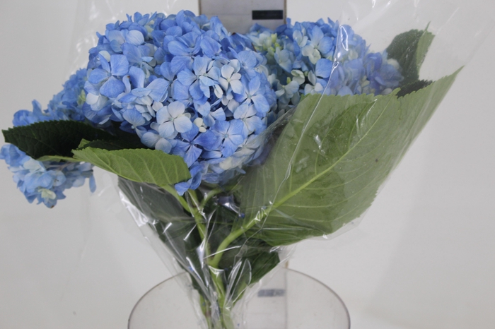 <h4>HORTENSIA AZUL</h4>