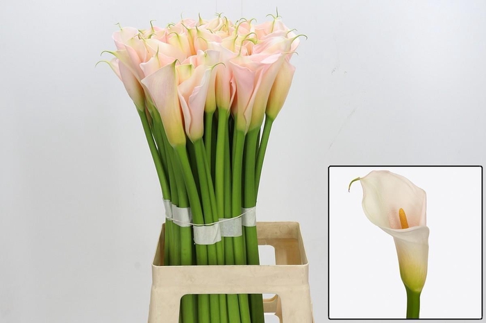 <h4>ZANT AE EYD SALMON</h4>