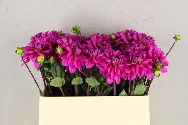 <h4>Dahlia Nashville</h4>