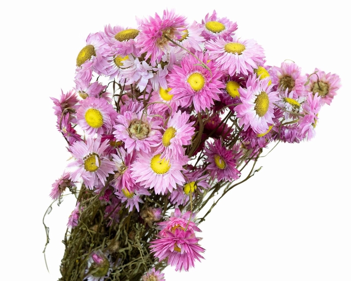 <h4>Acrolinium Pink Naturel</h4>