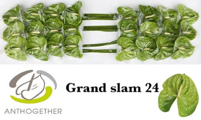 <h4>Anth A Grand Slam Smart Pack X24 bouman</h4>