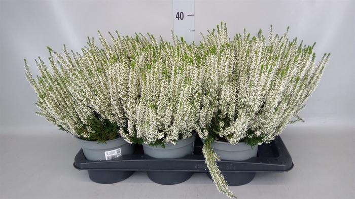 <h4>Calluna vulg. 'Beauty L Venca'</h4>