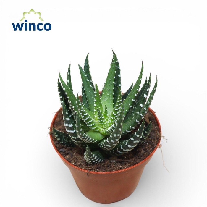 <h4>Haworthia Superfaciata</h4>