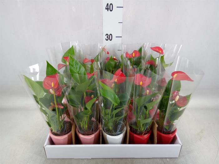 <h4>Anthurium andr. 'Micra'</h4>