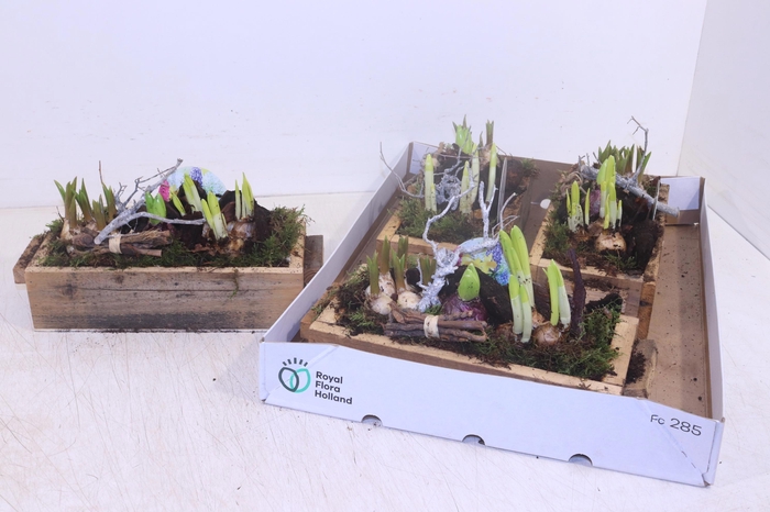 <h4>ARR BOL KNOLGEWAS</h4>