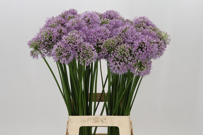 <h4>Allium Senescens</h4>