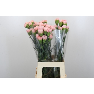 Dianthus St Sarah Pink